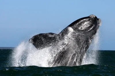 Feel the ocean spray on a whale watching tour from gansbaai, cruise near de kelders cliffs, spot southern right whales with a local guide, and enjoy uncrowded views.