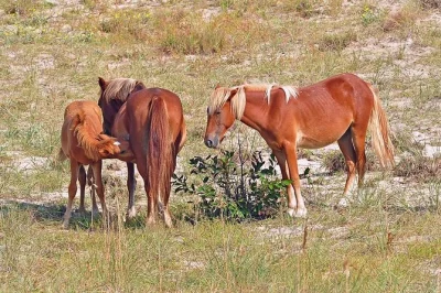 Feel the salt air on a small-group outer banks wild horse tour in open-air 4wd trucks, with access to the corolla conservation area and a local guide. includes transport.