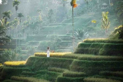 Feel the energy of ubud’s monkey forest, walk tegalalang’s rice terraces, try a jungle swing and visit tirta empul temple. includes lunch and hotel pickup.