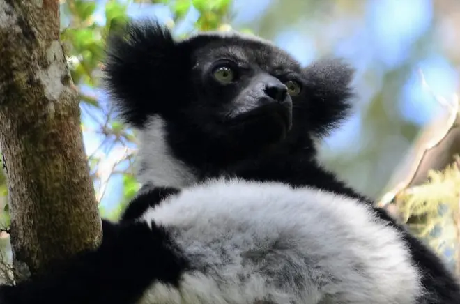 Private Andasibe tour from Antananarivo: Indri lemurs and Vakona