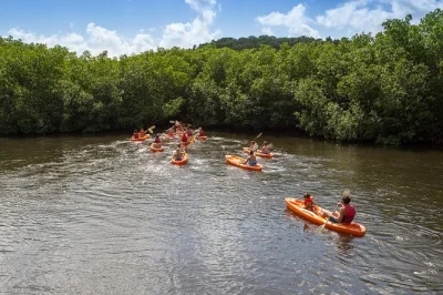 Descubre la tranquilidad de los manglares de antigua en kayak y luego haz snorkel en cades reef. incluye traslado, equipo, bebidas locales y un snack en la orilla.