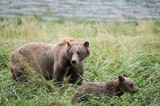 Chilkoot Lake wildlife tour: Bears, eagles, fjords