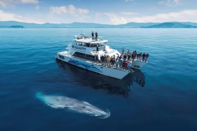 Feel the thrill of dolphin and whale watching in auckland’s hauraki gulf, guided by marine researchers. includes expert commentary and supports local conservation.