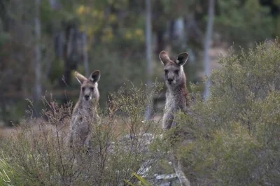 Parti presto da sydney per un’escursione di un giorno nelle blue mountains in piccolo gruppo, con ingresso privato al parco faunistico, passeggiate panoramiche e guida locale. incluso il pick-up in 