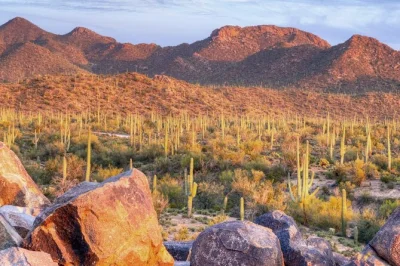 Explore o deserto de tucson em um tour de e-bike pelos trilhos dos cactos saguaro, com guia local, entrada no parque e todo o equipamento incluso. garanta sua vaga agora.
