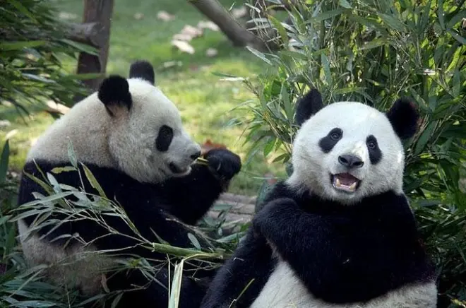 Chengdu privé journée : Pandas géants et musée du site de Jinsha