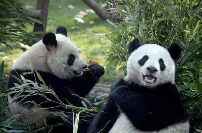 Chengdu privado día: Pandas gigantes y museo del sitio Jinsha