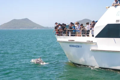 Feel the sea breeze on a port stephens dolphin cruise, spot wild koalas, and sandboard the stockton dunes. includes lunch, 4wd ride & sydney pickup.