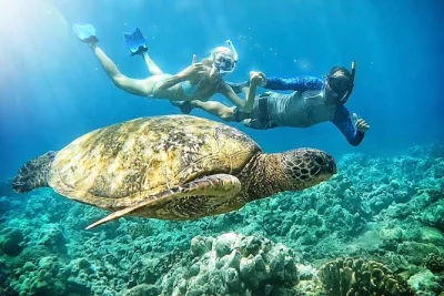 Erlebe maui’s turtle town riff mit einer meeresbiologin, entdecke meeresschildkröten aus nächster nähe und lerne mehr über das leben im ozean. inklusive ausrüstung, schnorchel-training und foto