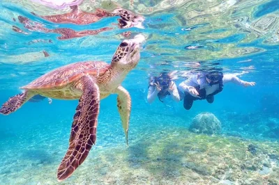 Swim with sea turtles near miyako island, spot colorful coral, and get free underwater photos. small group snorkeling tour with guide and flexible meeting times.