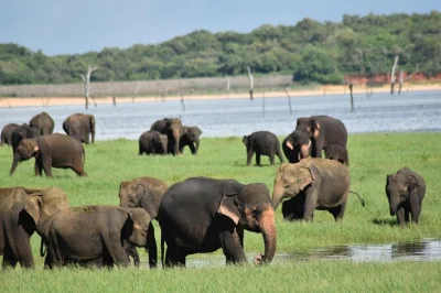 Feel the thrill of a private jeep safari in minneriya or kaudulla, spotting wild elephants up close. includes hotel pickup, local guide, and flexible park choice.