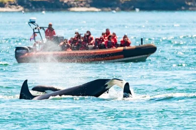 Feel the pacific wind on a zodiac whale watching tour from victoria. spot orcas, humpbacks & seals with a local guide. includes hotel pickup & survival suit.