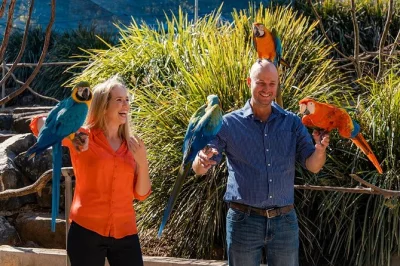 Step into maleny’s lush botanic gardens, meet 700+ birds in walk-through aviaries, enjoy lakeside picnics with glass house mountain views—includes entry & guided tour.