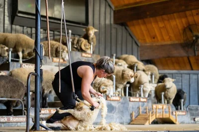 Curious about new zealand farming? meet sheep, alpacas & more at rotorua’s agrodome. includes farm show, animal feeding, and easy access from city center.