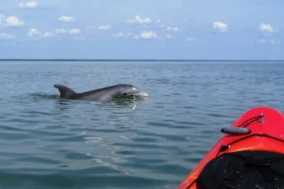 Entdecke shem creek in charleston bei einer geführten kayaktour vorbei an shrimp-booten und salzmarschen. beobachte delfine, lausche lowcountry-geschichten und paddle mit einem lokalen guide – ausr