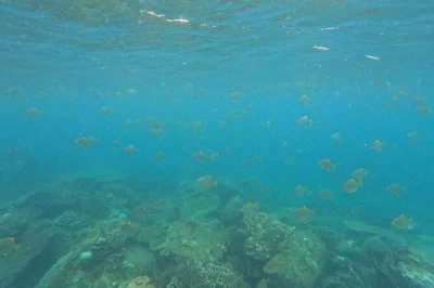 Schnorcheln sie am angel rock mit lebendigen korallen und fischen, direkt neben pigeon island. günstige preise, ausrüstung inklusive, bootsfahrt und einfacher zugang für alle levels.