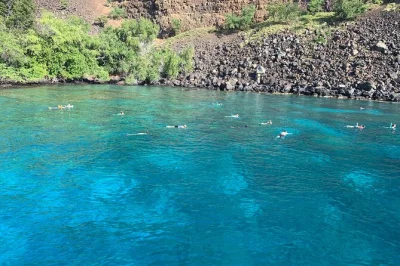 Découvrez les récifs de kealakekua bay, observez les dauphins et savourez un déjeuner pique-nique frais lors de cette sortie snorkeling guidée depuis kailua-kona, avec tout le matériel et les enc