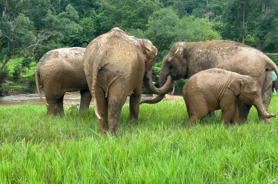 Nourrissez les éléphants, grimpez la cascade collante, découvrez le village karen long neck et choisissez entre rafting et balade en bambou lors d’une journée complète à chiang mai avec déjeu