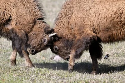 Start your yellowstone journey with geysers, wildlife spotting, and canyon views. includes hotel pickup from west yellowstone, park entry, breakfast & lunch.