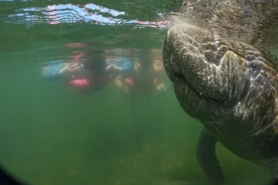 Crystal river: schwimme mit wilden manatees in kleiner gruppe. inklusive neoprenanzug, schnorchelausrüstung und kostenlosem fotopaket. lokal geführte tour mit erfahrenen guides.