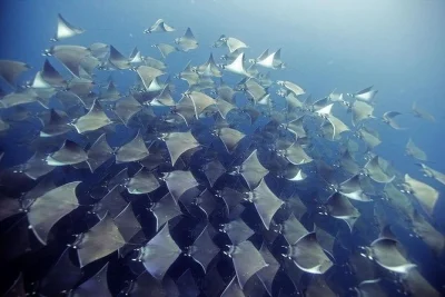 Viva a emoção de mergulhar em santa maria e chileno bay, em cabo, com guia certificado, lanches e fotos grátis. opções flexíveis de pickup para mergulhadores certificados.
