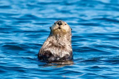 Observation privée de la faune à Sitka avec capitaine expert
