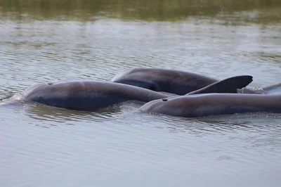 Descubre delfines salvajes cerca de folly beach, navega por arroyos de marea y visita el faro de morris island con guías locales. incluye capitán, nevera con hielo y estacionamiento fácil.