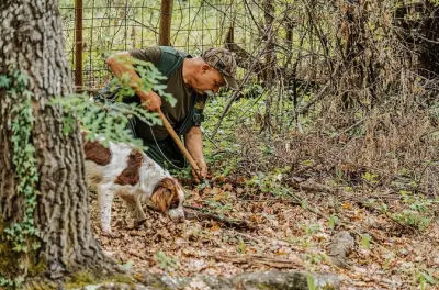 Caça a trufas e aula de culinária em Colle Val d'Elsa