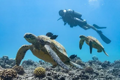 Descubre el buceo real en honolulu, oahu: nada junto a tortugas, explora arrecifes de coral y disfruta con total seguridad. incluye equipo y snacks.