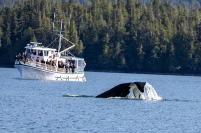 Descubre el lado salvaje de alaska en un tour de avistamiento de ballenas en ketchikan. observa águilas, focas y ballenas, disfruta de historias locales, snacks y opciones flexibles de recogida.