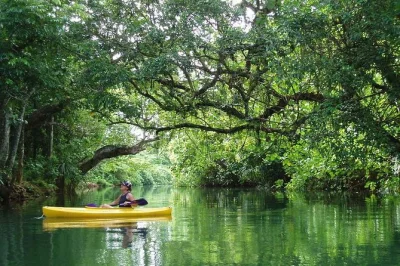 Let the rainforest sounds surround you on a small group kayak tour near port vila. paddle the rentapao river, swim, try the rope swing, and enjoy fresh fruit by the water. includes hotel pickup.