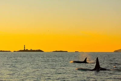 Feel the salish sea breeze on a victoria sunset whale watching tour. spot orcas with expert guides, fewer crowds, and a smooth catamaran ride. includes gear & live commentary.