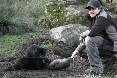 Watch tasmanian devils & quolls feed after dark at devils@cradle, guided by locals. includes sanctuary access, parking, and all-weather comfort.