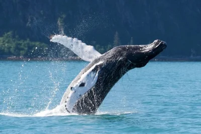 Observez baleines, loutres de mer et macareux depuis seward lors d’une croisière de 4h dans les kenai fjords. itinéraire flexible, guide expert, jumelles et boissons chaudes incluses.