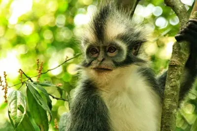 Bukit Lawang Trekking Tour: Orangutans & Jungle Wildlife
