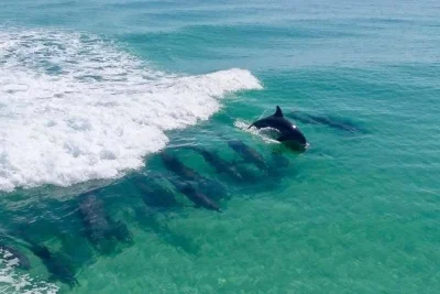 Erlebe die frische meeresbrise bei einer delfin-tour in destin mit offenem katamaran, blick auf den hafen und einer sympathischen crew. alle gebühren inklusive – einfach buchen.