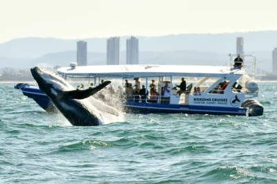 Gold coast whale watching mit schnellboot – garantiert wale sehen, kleine gruppen und erfahrene lokale guides. alle gebühren und steuern inklusive.