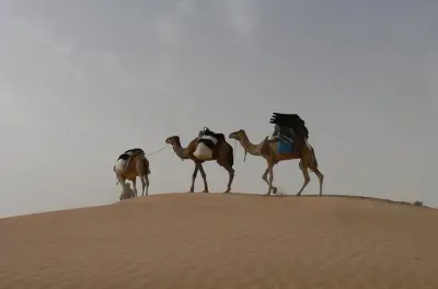 2-tägige Kameltour in der Wüste von Douz: Nomadencamp & Dünen