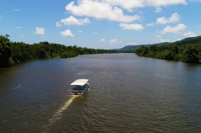 Erlebe den wilden daintree bei einer entspannten flussfahrt, entdecke krokodile mit einem lokalen guide und koste frisch angebauten regenwald-tee. rollstuhlgerecht, inklusive snacks.