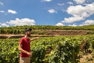 Feel the douro valley’s vineyard rhythms with guided winery tours, six tastings, a riverside lunch, and a classic rabelo boat cruise—pickup included from porto.