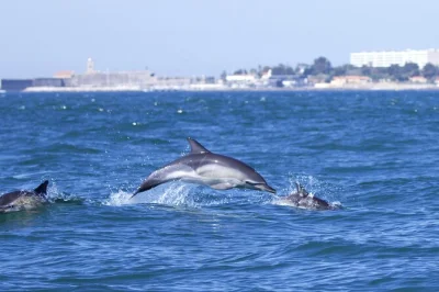 Siente la emoción de ver delfines salvajes cerca de lisboa con una bióloga marina. tour en grupo pequeño en barco, vistas de la ciudad, acceso al oceanic lounge y apoyo a investigación real.