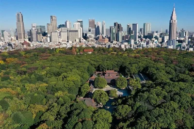 Explore a floresta do santuário meiji em tóquio, atravesse torii gigantes, aprenda rituais xintoístas com guia local e descubra a história imperial. grupo pequeno, entrada inclusa.