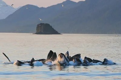 Observez les baleines à bosse près de juneau, repérez otaries et aigles, et admirez le glacier mendenhall depuis l’eau. transferts aller-retour et cabine chauffée inclus.
