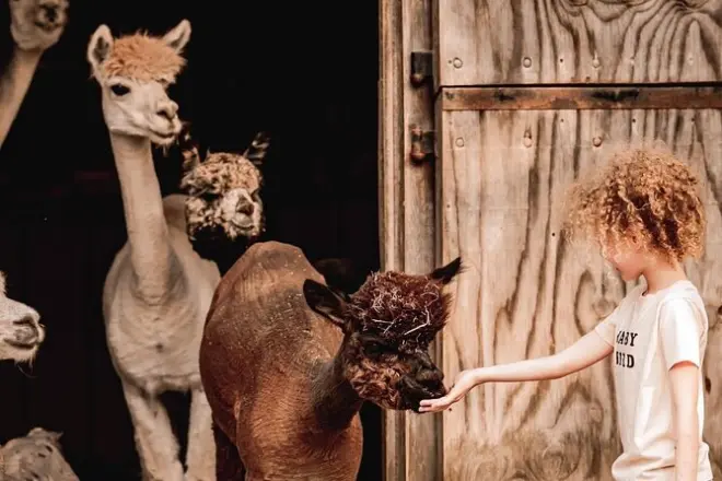 Incontro con alpaca e lama: Passeggiata guidata e alimentazione