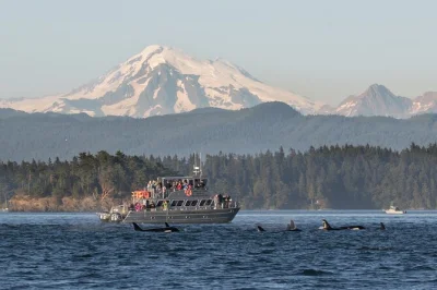Feel the rush on orcas island’s whale watching tour—fast boats, expert guides, and real chances to spot orcas, humpbacks, and seals. includes all fees.