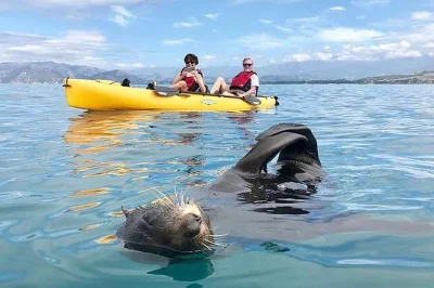 Feel the ocean air on a hands-free seal kayak tour in kaikoura. pedal or paddle with a local guide, spot fur seals up close, and capture photos without stopping.