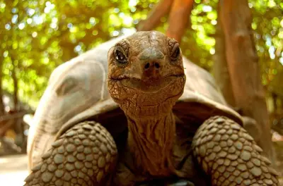 Prison Island und Nakupenda Sandbank mit Riesenschildkröten & Bad