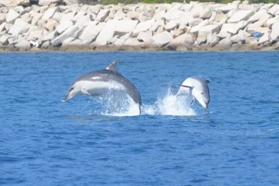 Watch wild dolphins near figarolo island, swim in clear sardinian waters, and enjoy local snacks on a small-group boat tour from olbia. includes drinks & snorkeling gear.