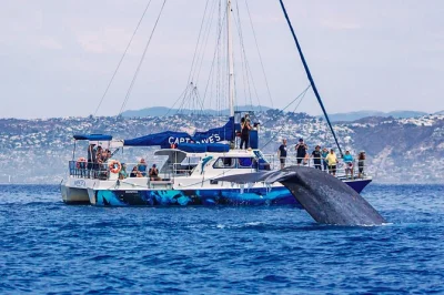 Feel the thrill of dana point dolphin & whale watching, peek through underwater pods, and snack on triple fudge brownies—all with expert local guides.