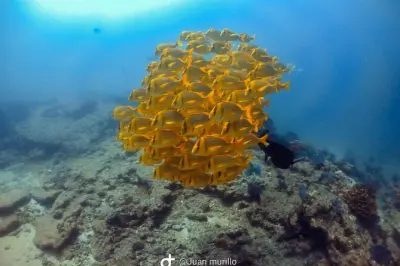 Plongée à Cabo Pulmo, au récif corallien de la mer de Cortez